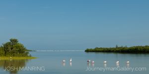 Josh Manring Photographer Decor Wall Art -  Florida Birds Everglades -103.jpg
